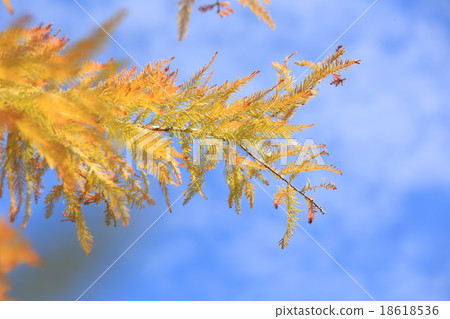 落羽松 落羽松 18618536