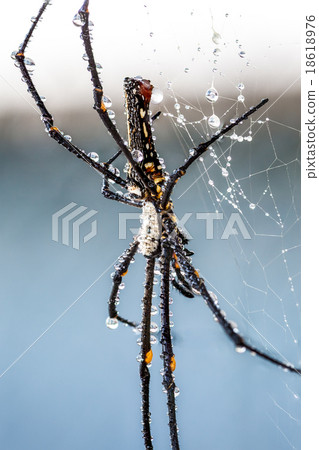 The golden silk orb-weaver The golden silk orb-weaver 18618976