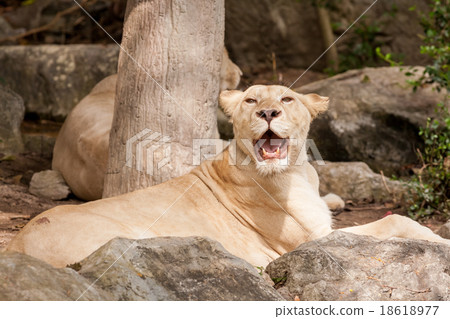 lion lies down lion lies down 18618977