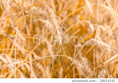 Ripe gold wheat 18619142