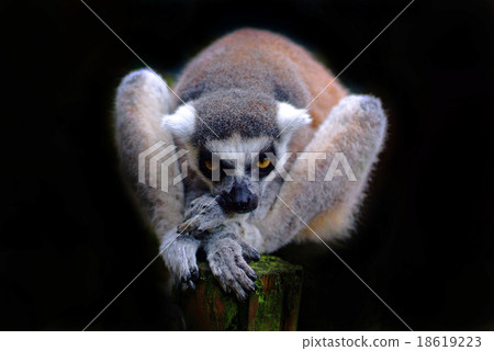 Lemur 18619223
