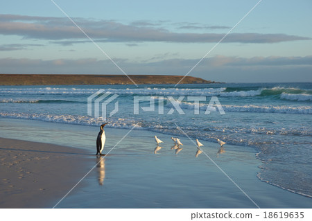 King Penguin on a Beach 18619635