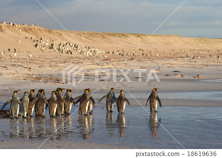 King Penguins in the Surf King Penguins in the Surf 18619636