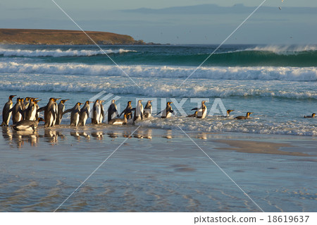 King Penguins in the Surf 18619637