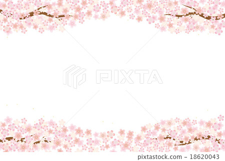 Background material (white) - branch cherry tree 1 Background material (white) - branch cherry tree 1 18620043