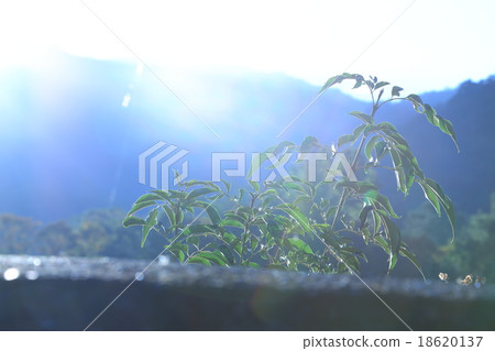 向陽 向陽 18620137