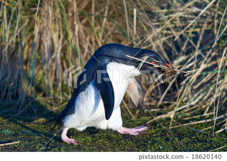 Rockhopper Penguin Nesting Rockhopper Penguin Nesting 18620140