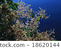 Xiangyang 18620144