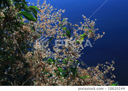 向陽 向陽 18620144