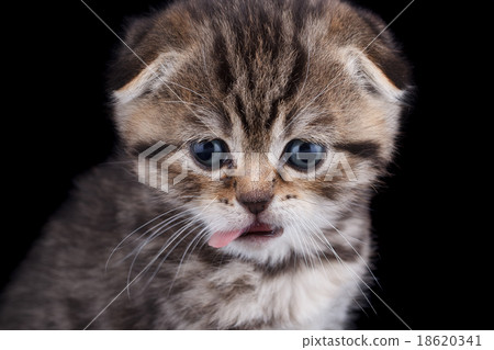 Lop-eared kitten on a background Lop-eared kitten on a background 18620341