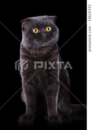 Lop-eared kitten on a background 18620342