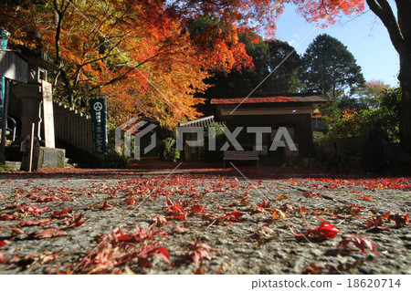 Fukutsuji秋葉 18620714