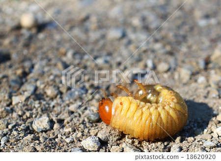 滾動的毛毛蟲 滾動的毛毛蟲 18620920