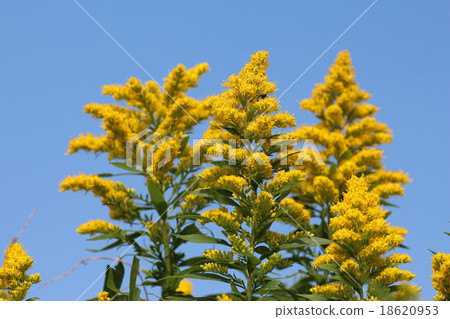 藍色和黃色 18620953