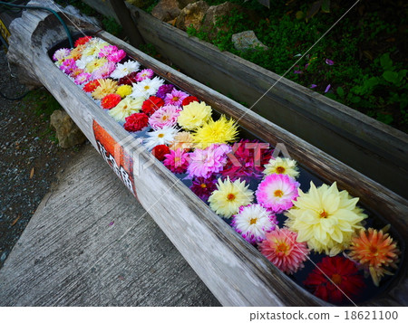 一排花 一排花 18621100