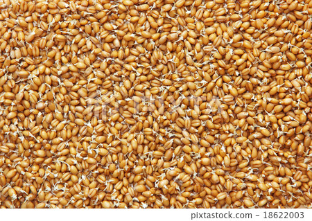 Germinated wheat grains as food background. 18622003