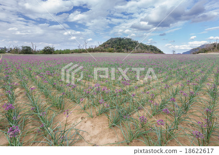 Rakucho field 18622617