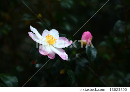 Sasanqua鮮花盛開 Sasanqua鮮花盛開 18623800