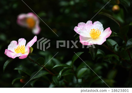 Sasanqua鮮花盛開 Sasanqua鮮花盛開 18623801