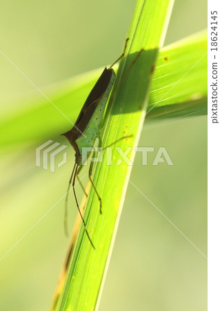 Natural insect Minami thorns helicopter bug, it seems to be in the northern part due to the effect of global warming. The damage of fruit trees may increase 18624145