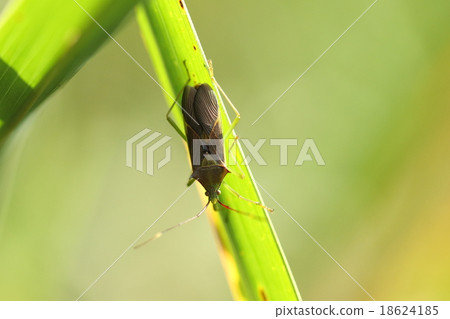 天然昆蟲藍龜頭盔蟲，原來的主人是樟樹，但它似乎破壞了各種果樹 18624185