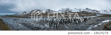 Colony of king penguins in Antarctica 18624278
