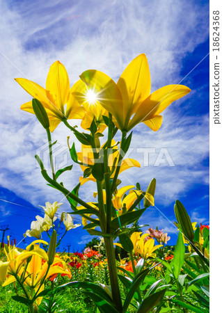 Dyna Land的莉莉 18624368