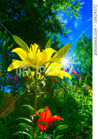 Lily of the Dyna Land Lily of the Dyna Land 18624372