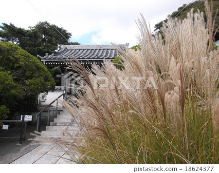 秋_ Susuki 18624377