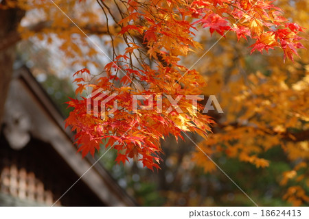 Autumn - autumn leaves Autumn - autumn leaves 18624413
