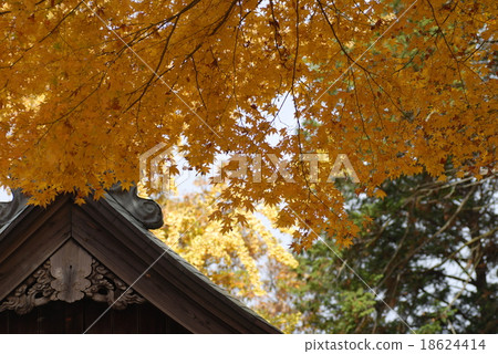 Autumn - autumn leaves Autumn - autumn leaves 18624414