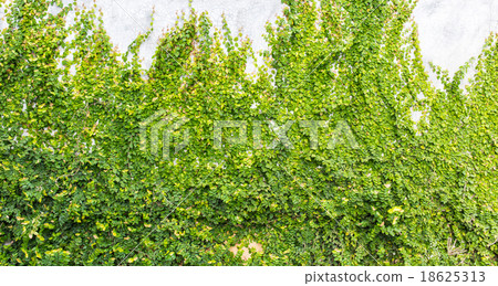 Green creeper on cement wall Green creeper on cement wall 18625313