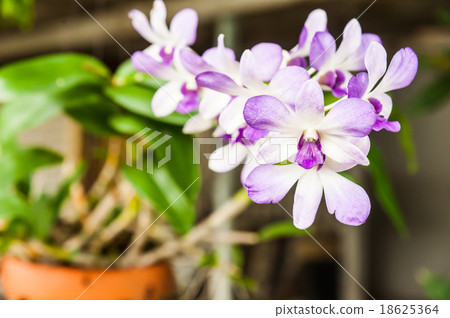 Thai Orchid 18625364