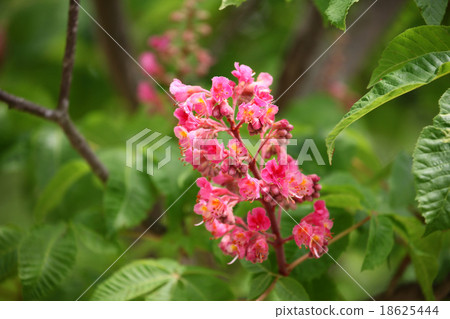 Safflower chestnut Safflower chestnut 18625444