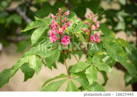 Safflower chestnut Safflower chestnut 18625445