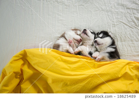 Cute siberian husky puppies sleeping Cute siberian husky puppies sleeping 18625489