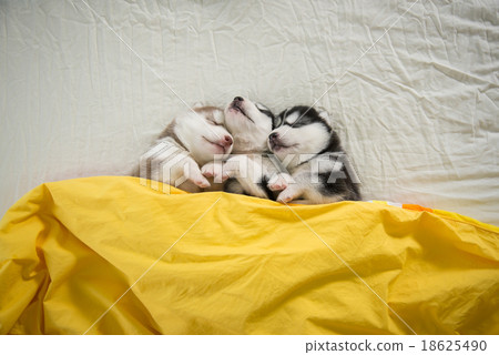 Cute siberian husky puppies sleeping 18625490