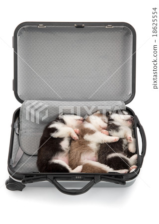 Three siberian husky puppies sleeping in suitcase Three siberian husky puppies sleeping in suitcase 18625554