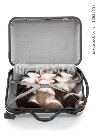 Three siberian husky puppies sleeping in suitcase 18625555