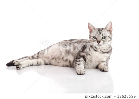 Pregnant American Shorthair cat lying Pregnant American Shorthair cat lying 18625559