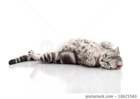 Pregnant American Shorthair cat lying Pregnant American Shorthair cat lying 18625560