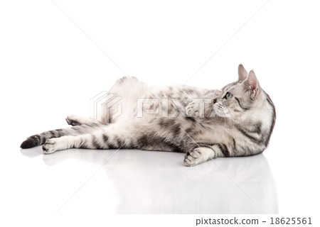 Pregnant American Shorthair cat lying 18625561