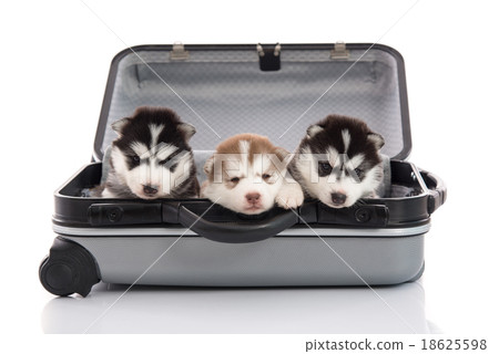 Three siberian husky puppies sitting 18625598
