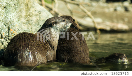 Asian Small Clawed Otter Asian Small Clawed Otter 18625715