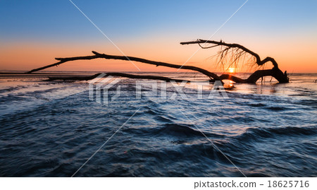 Beach Tree Sunset Beach Tree Sunset 18625716