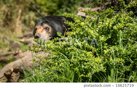 Bush Bear Bush Bear 18625719
