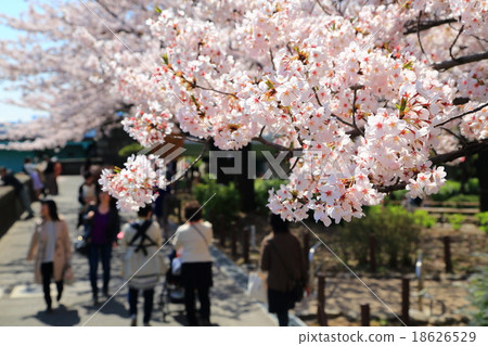 隅田川沿岸的櫻花和櫻花盛開的風景 18626529