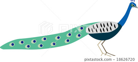 孔雀 孔雀 18626720