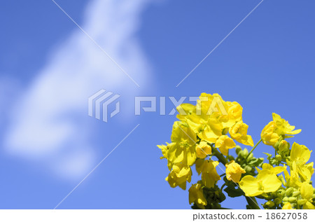 Blue sky and rape blossoms 18627058