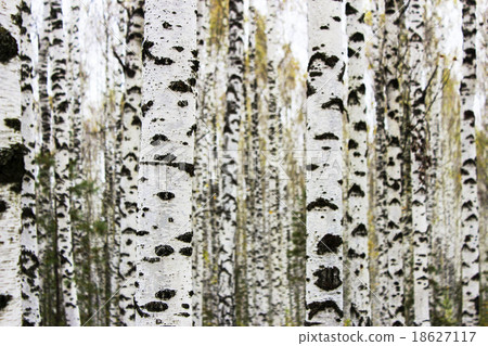 Birch trunks 18627117